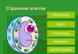 Презентация на тему: Структура и функции животной и растительной клеток Различия в строении растительной и животной клетки