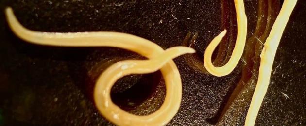 Интересные факты о дождевых червях. Представляем интересные факты о плоских червях Что рассказать детям о червях
