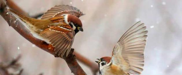 Самые интересные факты про воробьев. ​50 интересных фактов о воробьях Большая вариабельность жизни данных птичек