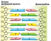 Органические полимеры Основные природные полимеры нуклеиновые кислоты