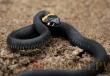 Ядовитые змеи Нашествие змей в Мордовии