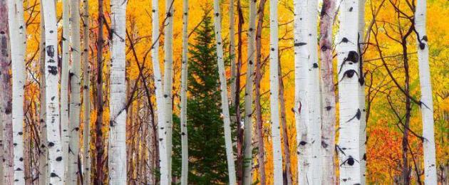 Рассказ про осенний лес 70 слов. Сочинение на тему «Осень. Сочинение на тему «Осень»