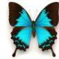 Отряд Бабочки, или чешуекрылые (Lepidoptera)
