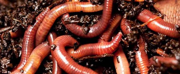 Интересные факты о круглых червях биология. Круглые черви интересные факты. Подробнее о плоских червях вы узнаете из видео 