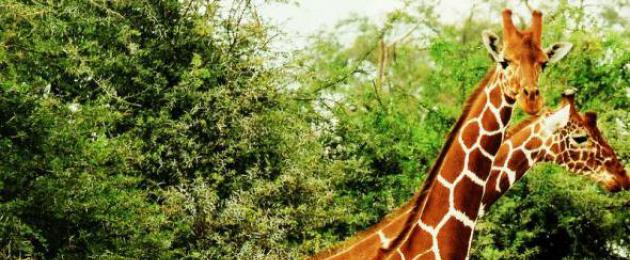 Животное жираф: описание, фото и картинки, видео, почему шея жирафа такая длинная, какой его рост. Животное жираф – самое высокое животное. Описание и фото жирафа Жираф общие сведения из истории