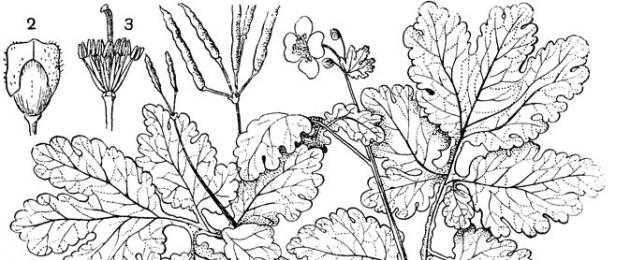 Семейство маковые формула цветка. Цветок мак – описание растения, легенда возникновения, какие есть виды? Виды и сорта